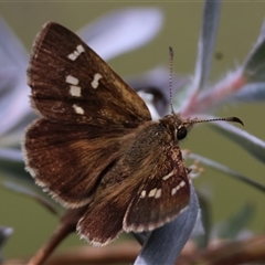 Toxidia parvula at Mongarlowe, NSW - 16 Nov 2024