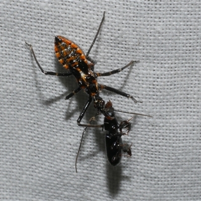 Reduviidae (family) (An assassin bug) at Freshwater Creek, VIC - 16 Nov 2024 by WendyEM