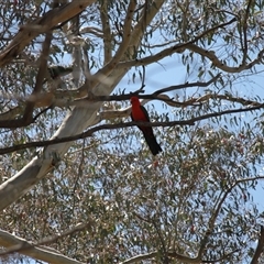 Alisterus scapularis (Australian King-Parrot) at Rendezvous Creek, ACT - 16 Nov 2024 by VanceLawrence