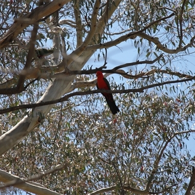 Alisterus scapularis (Australian King-Parrot) at Rendezvous Creek, ACT - 16 Nov 2024 by VanceLawrence