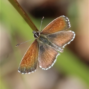 Neolucia agricola at Mongarlowe, NSW - suppressed