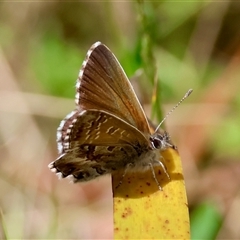 Neolucia agricola at Mongarlowe, NSW - suppressed