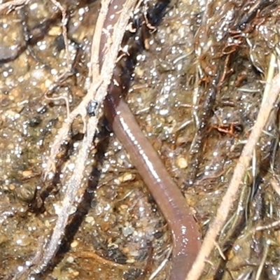 Oligochaeta (class) (Unidentified earthworm) at Rendezvous Creek, ACT - 16 Nov 2024 by JimL