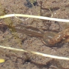 Crinia signifera at Rendezvous Creek, ACT - 16 Nov 2024 by JimL