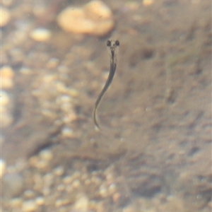 Galaxias olidus at Rendezvous Creek, ACT - 16 Nov 2024 11:54 AM