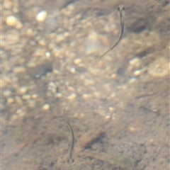 Galaxias olidus at Rendezvous Creek, ACT - 16 Nov 2024 11:54 AM