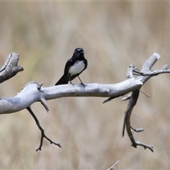 Rhipidura leucophrys (Willie Wagtail) at Rendezvous Creek, ACT - 16 Nov 2024 by JimL