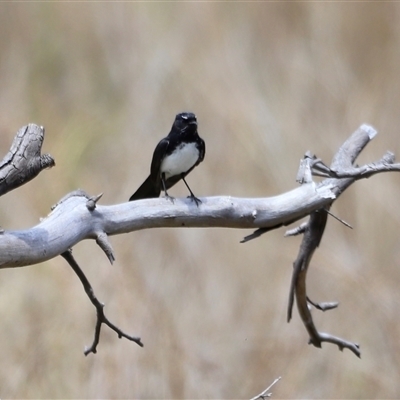 Rhipidura leucophrys (Willie Wagtail) at Rendezvous Creek, ACT - 16 Nov 2024 by JimL