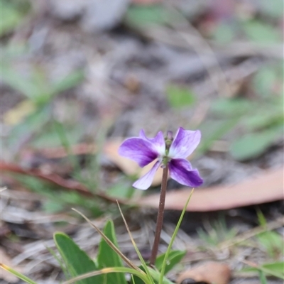 Viola betonicifolia subsp. betonicifolia (Arrow-Leaved Violet) at Rendezvous Creek, ACT - 16 Nov 2024 by JimL