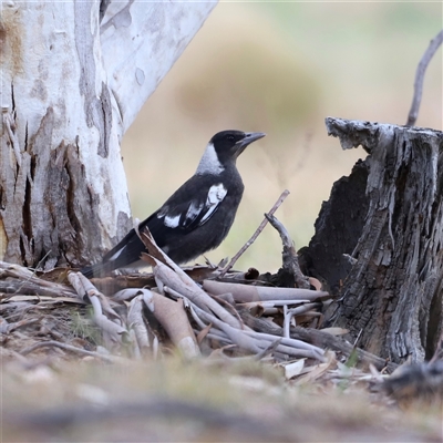 Gymnorhina tibicen (Australian Magpie) at Rendezvous Creek, ACT - 16 Nov 2024 by JimL