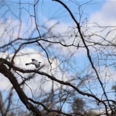 Coracina novaehollandiae (Black-faced Cuckooshrike) at Rendezvous Creek, ACT - 16 Nov 2024 by JimL