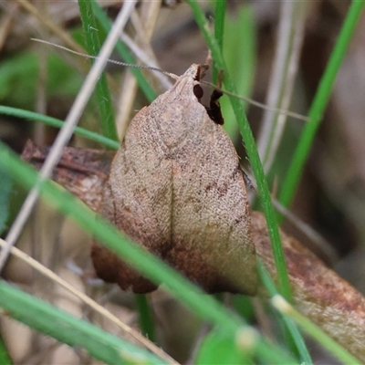 Tortricopsis semijunctella (A concealer moth) at Mongarlowe, NSW - 16 Nov 2024 by LisaH