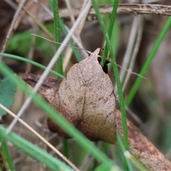 Tortricopsis semijunctella at Mongarlowe, NSW - suppressed