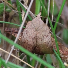 Tortricopsis semijunctella at Mongarlowe, NSW - suppressed