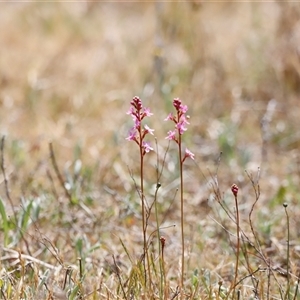 Stylidium sp. at Rendezvous Creek, ACT - 16 Nov 2024 02:04 PM