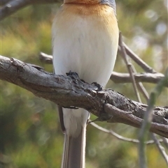 Myiagra rubecula (Leaden Flycatcher) at Bowning, NSW - 14 Nov 2024 by RobParnell