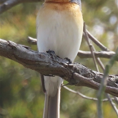 Myiagra rubecula (Leaden Flycatcher) at Bowning, NSW - 14 Nov 2024 by RobParnell