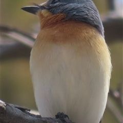 Myiagra rubecula at Bowning, NSW - 15 Nov 2024