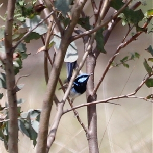 Malurus cyaneus at Rendezvous Creek, ACT - 16 Nov 2024