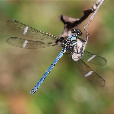 Diphlebia lestoides (Whitewater Rockmaster) at Mongarlowe, NSW - 16 Nov 2024 by LisaH