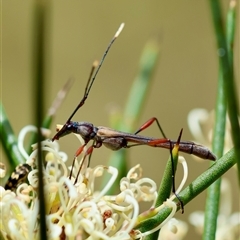 Enchoptera apicalis (Longhorn beetle) at Mongarlowe, NSW - 16 Nov 2024 by LisaH