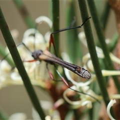 Enchoptera apicalis at Mongarlowe, NSW - 16 Nov 2024