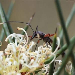 Enchoptera apicalis at Mongarlowe, NSW - 16 Nov 2024