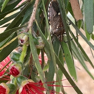 Omyta centrolineata at Higgins, ACT - 17 Nov 2024 09:55 AM