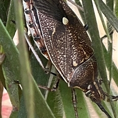 Omyta centrolineata at Higgins, ACT - 17 Nov 2024 09:55 AM