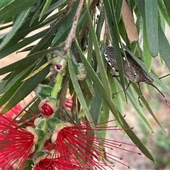 Omyta centrolineata at Higgins, ACT - 17 Nov 2024 09:55 AM