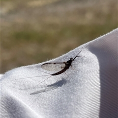 Ephemeroptera (order) (Unidentified Mayfly) at Rendezvous Creek, ACT - 16 Nov 2024 by Medha