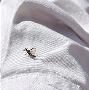 Ephemeroptera (order) at Rendezvous Creek, ACT - 16 Nov 2024 10:24 AM