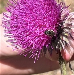 Apiformes (informal group) (Unidentified bee) at Rendezvous Creek, ACT - 16 Nov 2024 by Medha