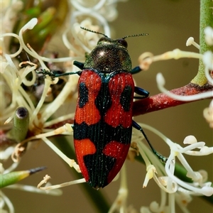 Castiarina delectabilis at Mongarlowe, NSW - 16 Nov 2024