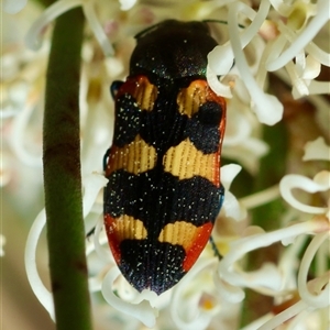 Castiarina sexplagiata at Mongarlowe, NSW - suppressed