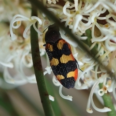 Castiarina sexplagiata at Mongarlowe, NSW - suppressed