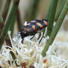 Castiarina sexplagiata at Mongarlowe, NSW - suppressed