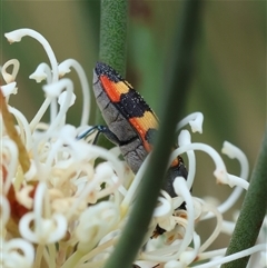 Castiarina sexplagiata at Mongarlowe, NSW - suppressed