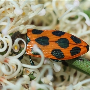 Castiarina octomaculata at Mongarlowe, NSW - 16 Nov 2024