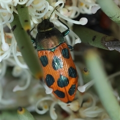 Castiarina octomaculata at Mongarlowe, NSW - 16 Nov 2024