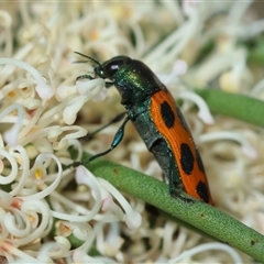 Castiarina octomaculata at Mongarlowe, NSW - 16 Nov 2024