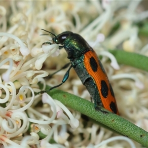 Castiarina octomaculata at Mongarlowe, NSW - 16 Nov 2024