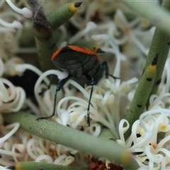 Castiarina octomaculata at Mongarlowe, NSW - 16 Nov 2024