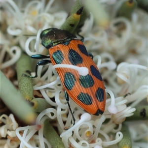 Castiarina octomaculata at Mongarlowe, NSW - 16 Nov 2024