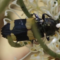 Castiarina bifasciata at Mongarlowe, NSW - 16 Nov 2024