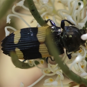 Castiarina bifasciata at Mongarlowe, NSW - 16 Nov 2024