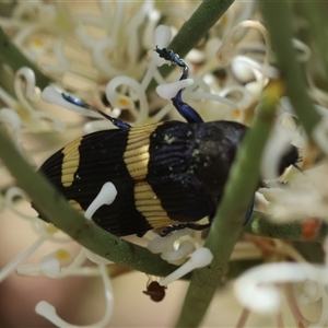 Castiarina bifasciata at Mongarlowe, NSW - 16 Nov 2024