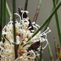 Castiarina bifasciata at Mongarlowe, NSW - 16 Nov 2024