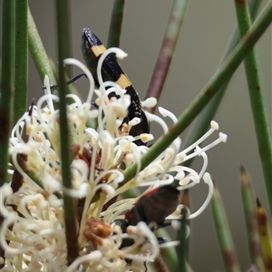 Castiarina bifasciata at Mongarlowe, NSW - 16 Nov 2024