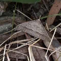 Epidesmia hypenaria (Long-nosed Epidesmia) at Lyons, ACT - 16 Nov 2024 by ran452